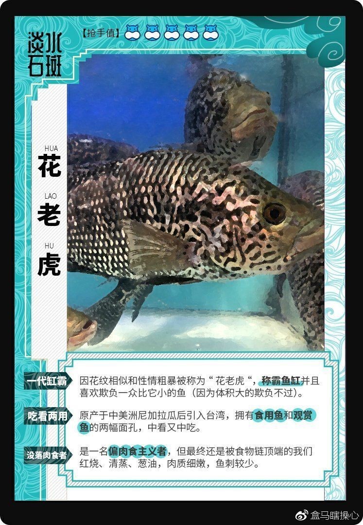 花老虎魚簡介|地虎魚，又稱淡水石斑魚、花豹石頭魚、花老虎 花老虎魚簡介|地虎魚，又稱淡水石斑魚、花豹石頭魚、花老虎 龍魚論壇 第5張