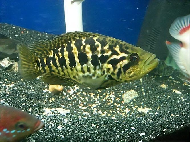 花老虎魚簡介|地虎魚，又稱淡水石斑魚、花豹石頭魚、花老虎 花老虎魚簡介|地虎魚，又稱淡水石斑魚、花豹石頭魚、花老虎 龍魚論壇 第10張