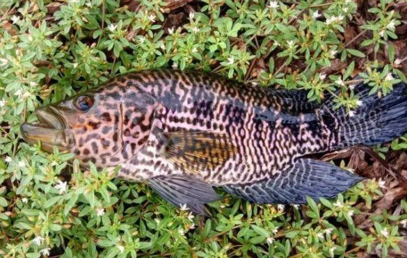 花老虎魚簡介|地虎魚，又稱淡水石斑魚、花豹石頭魚、花老虎 花老虎魚簡介|地虎魚，又稱淡水石斑魚、花豹石頭魚、花老虎 龍魚論壇 第16張