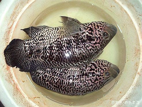 花老虎魚簡介|地虎魚，又稱淡水石斑魚、花豹石頭魚、花老虎 花老虎魚簡介|地虎魚，又稱淡水石斑魚、花豹石頭魚、花老虎 龍魚論壇 第14張