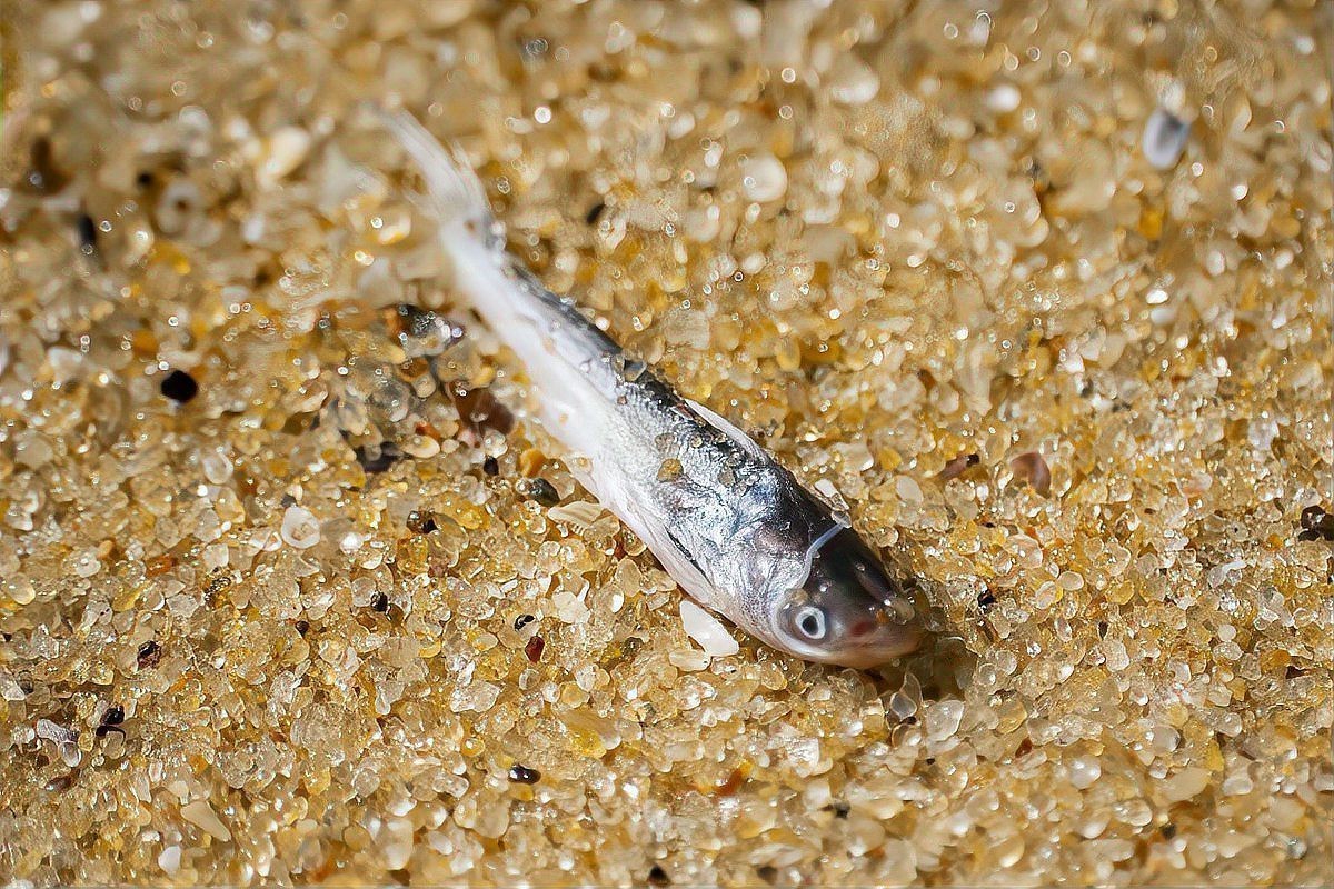 頂紅金魚頭瘤潰爛怎么辦|智能模式回答完成調用工具：百度健康 頂紅金魚頭瘤潰爛怎么辦|智能模式回答完成調用工具：百度健康 龍魚論壇 第2張