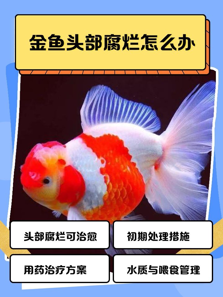 頂紅金魚頭瘤潰爛怎么辦|智能模式回答完成調用工具：百度健康 頂紅金魚頭瘤潰爛怎么辦|智能模式回答完成調用工具：百度健康 龍魚論壇 第5張