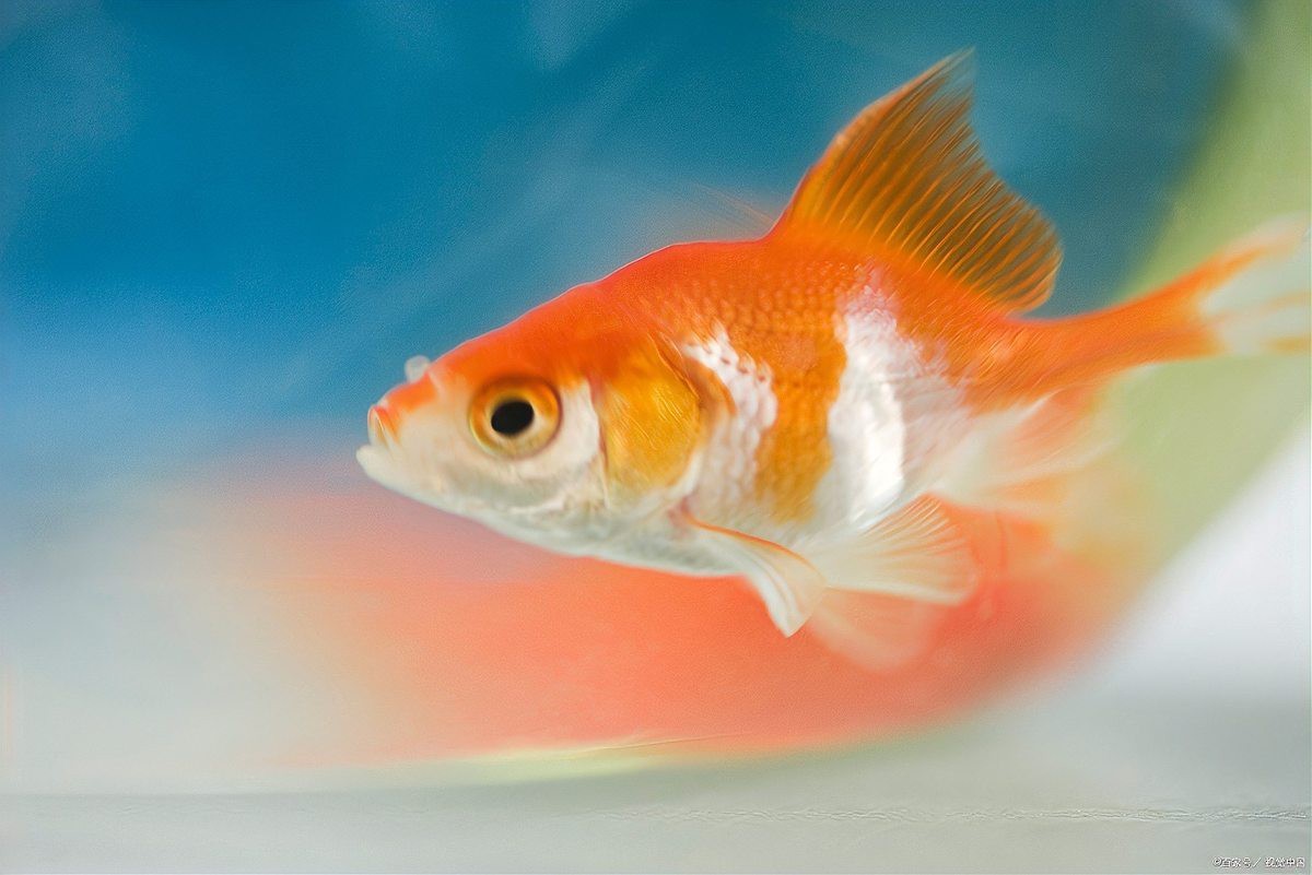 頂紅金魚頭瘤潰爛怎么辦|智能模式回答完成調用工具：百度健康 頂紅金魚頭瘤潰爛怎么辦|智能模式回答完成調用工具：百度健康 龍魚論壇 第8張