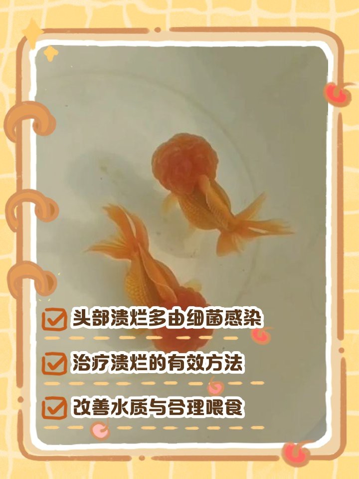 頂紅金魚頭瘤潰爛怎么辦|智能模式回答完成調用工具：百度健康 頂紅金魚頭瘤潰爛怎么辦|智能模式回答完成調用工具：百度健康 龍魚論壇 第7張
