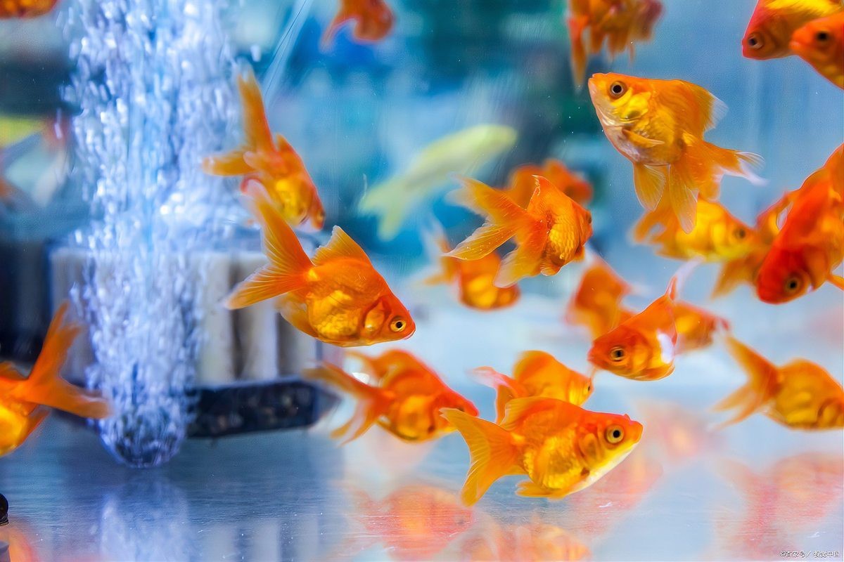 頂紅金魚頭瘤潰爛怎么辦|智能模式回答完成調用工具：百度健康 頂紅金魚頭瘤潰爛怎么辦|智能模式回答完成調用工具：百度健康 龍魚論壇 第11張