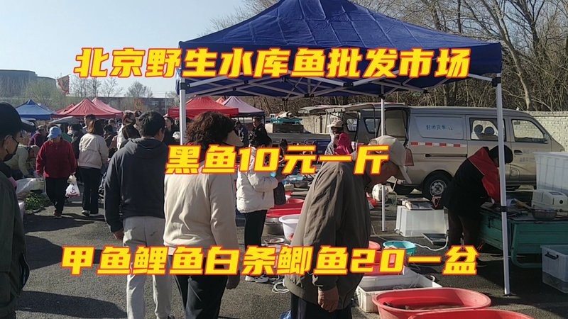 附近批發活魚|《附近活魚批發業態正成為新零售時代的新零售時代的特色樣本56