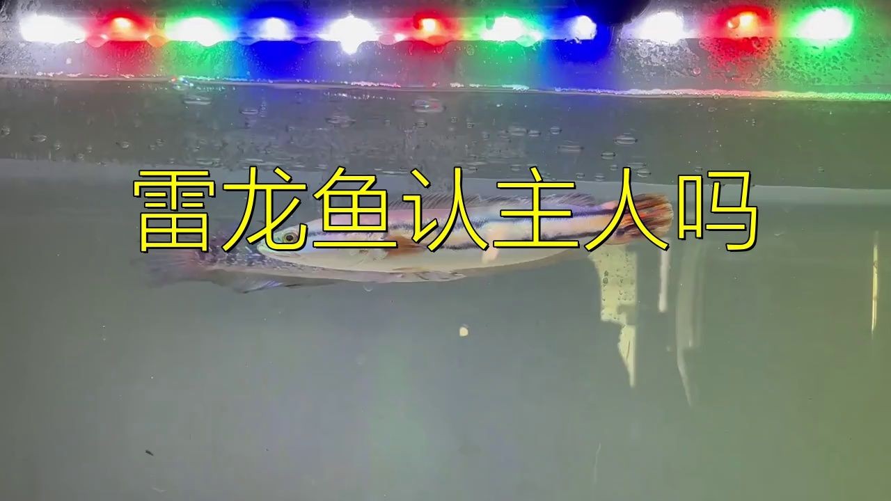 雷龍魚智商高嗎|寵物健康師盤古咔嚓一個雷,雷龍魚認主人嗎