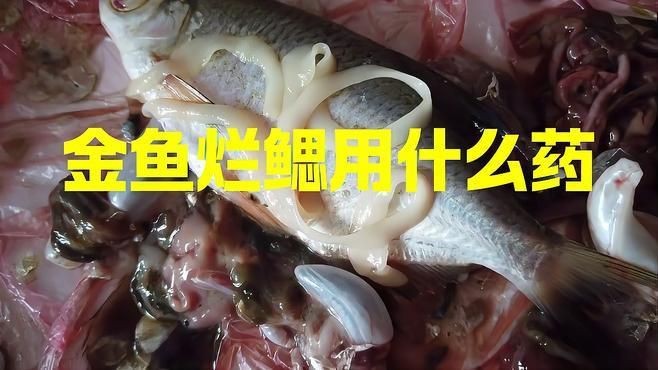 哪種藥物治療魚鰓蓋爛了最有效？|魚鰓爛了最怕三個藥農(nóng)技專家02:15金魚爛鰓病怎么治