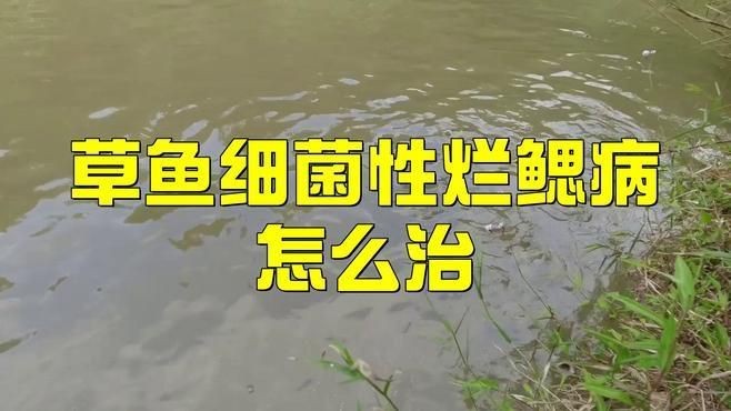 哪種藥物治療魚鰓蓋爛了最有效？|魚鰓爛了最怕三個藥農(nóng)技專家02:15金魚爛鰓病怎么治