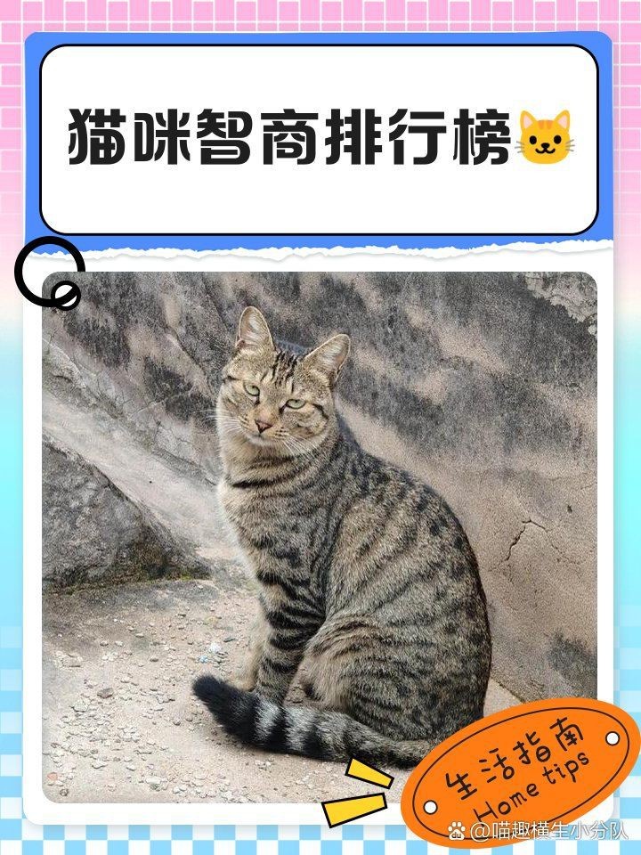 貓咪的智商排名一覽表【2025年貓咪智商排名一覽表（按段位/等級(jí)劃分）】 貓咪的智商排名一覽表【2025年貓咪智商排名一覽表（按段位/等級(jí)劃分）】 龍魚百科 第4張