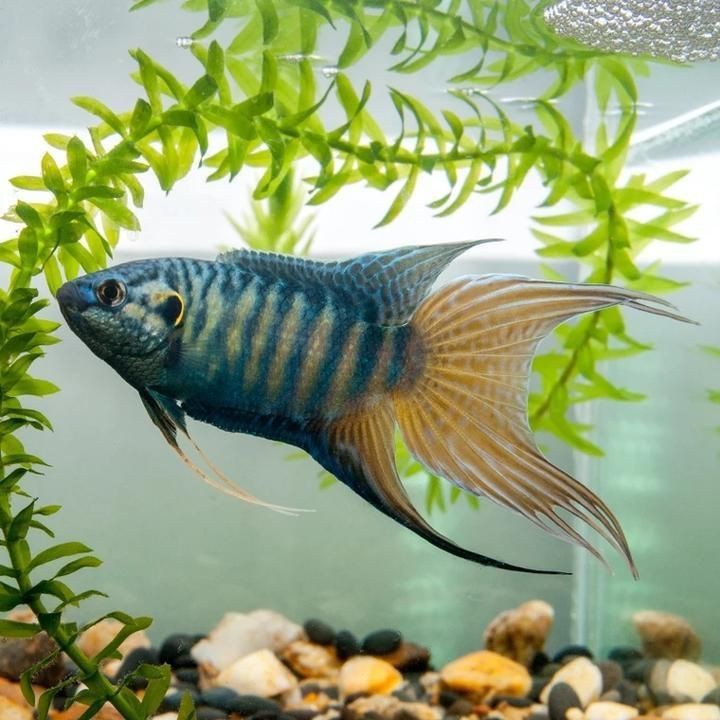 120×60魚缸如何設置遮蔽物？|120×60魚缸設置遮蔽物的方法摘要 120×60魚缸如何設置遮蔽物？|120×60魚缸設置遮蔽物的方法摘要 龍魚百科 第4張