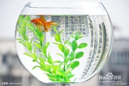 120×60魚缸如何設置遮蔽物？|120×60魚缸設置遮蔽物的方法摘要