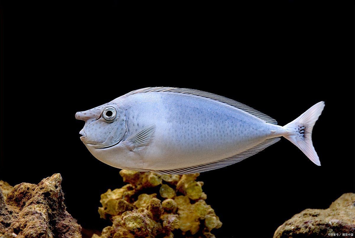 120×60魚缸如何設置遮蔽物？|120×60魚缸設置遮蔽物的方法摘要 120×60魚缸如何設置遮蔽物？|120×60魚缸設置遮蔽物的方法摘要 龍魚百科 第7張