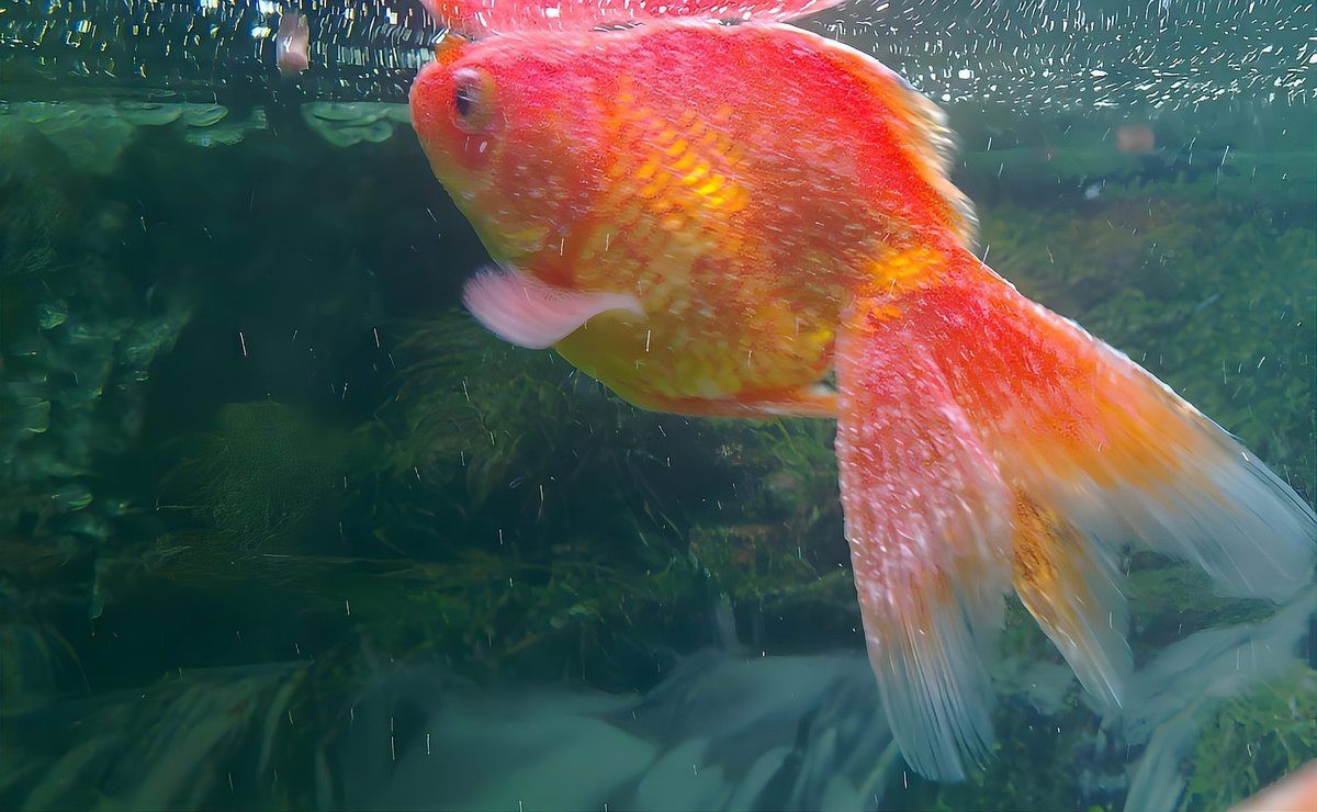 金魚白點病與水霉病區別|金魚白點病與水霉病與水霉病區別建議魚友定期檢查魚體狀態
