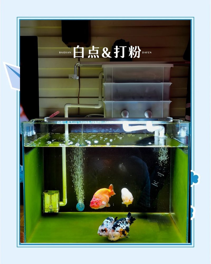 金魚白點病與水霉病區別|金魚白點病與水霉病與水霉病區別建議魚友定期檢查魚體狀態