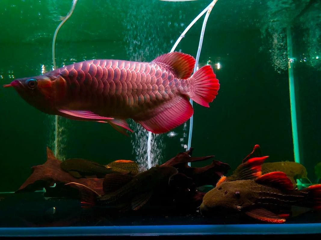 福龍王龍魚圖片及價(jià)格|養(yǎng)魚大全，龍魚價(jià)格大揭秘