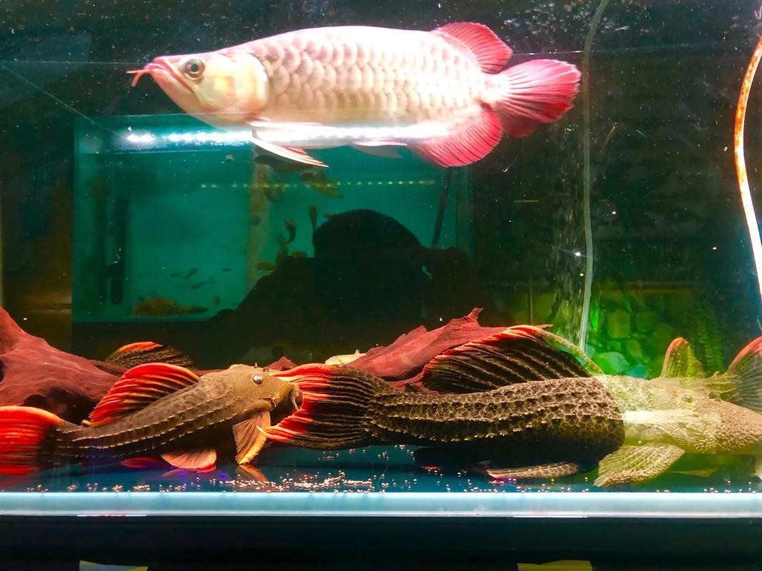 福龍王龍魚圖片及價(jià)格|養(yǎng)魚大全，龍魚價(jià)格大揭秘