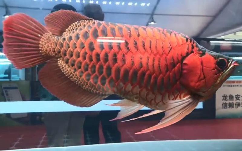 福龍王龍魚圖片及價(jià)格|養(yǎng)魚大全，龍魚價(jià)格大揭秘