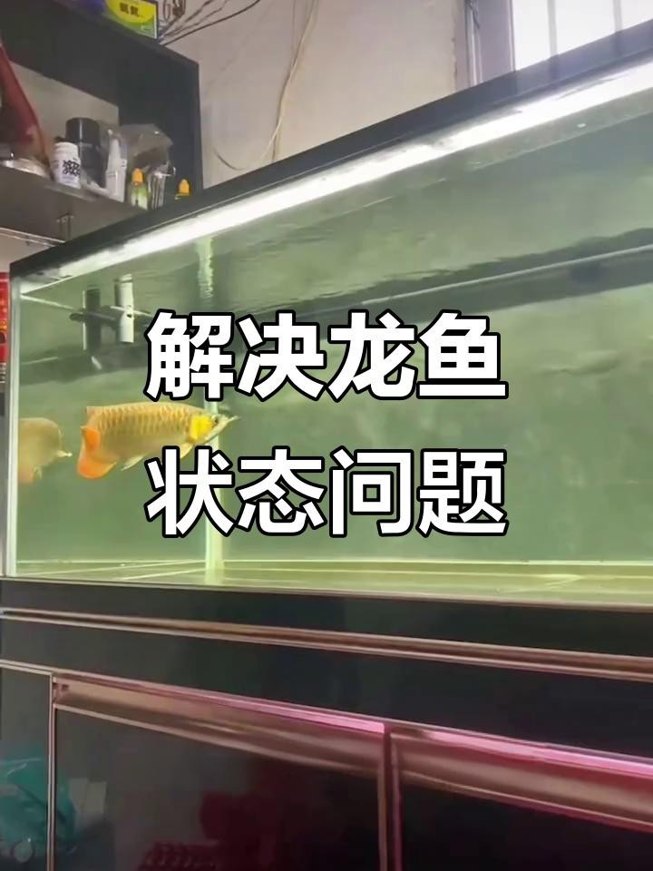 如何改善金龍魚的行為異常？|如何改善金龍魚行為異常