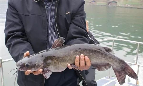 遷西龍魚店|關于“遷西龍魚店”的公告 遷西龍魚店|關于“遷西龍魚店”的公告 全國水族館企業名錄 第2張