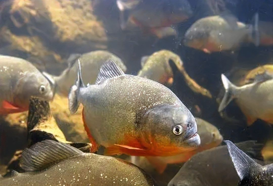 鯉魚為什么吃人的傳說|民間流傳著諸多關于鯉魚吃人的神秘傳說 鯉魚為什么吃人的傳說|民間流傳著諸多關于鯉魚吃人的神秘傳說 龍魚百科 第6張