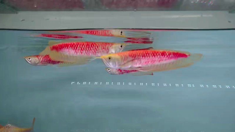 紅眼白子銀板魚簡介|紅眼白子銀板魚