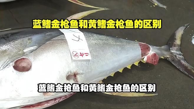 藍鰭金槍魚好還是黃鰭金槍魚好|藍鰭金槍魚與黃鰭金槍魚有啥區別藍鰭和黃鰭有啥區別