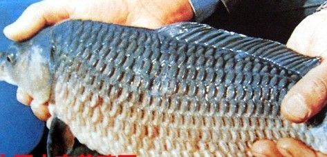 龍魚內寄治療期間需要增氧嗎，龍魚內寄治療期間需要增加氧氣供應