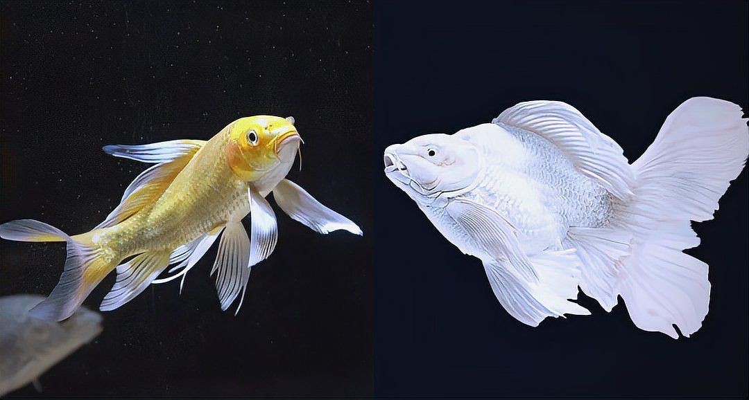 蝴蝶鯉寓意|當蝴蝶鯉進入西方水族市場，蝴蝶鯉進入西方水族市場