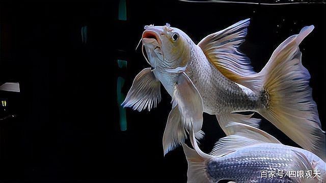 蝴蝶鯉寓意|當(dāng)蝴蝶鯉進(jìn)入西方水族市場(chǎng)，蝴蝶鯉進(jìn)入西方水族市場(chǎng)