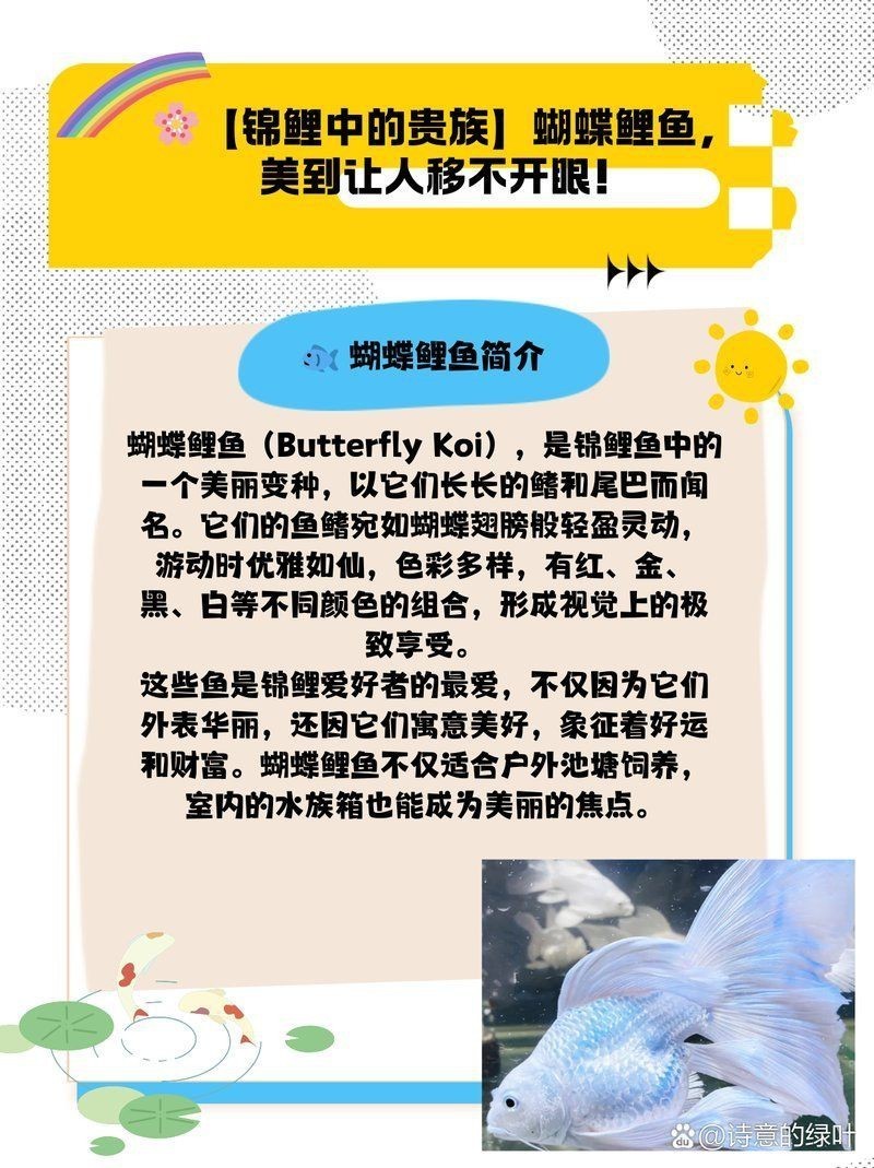 蝴蝶鯉寓意|當(dāng)蝴蝶鯉進(jìn)入西方水族市場(chǎng)，蝴蝶鯉進(jìn)入西方水族市場(chǎng)