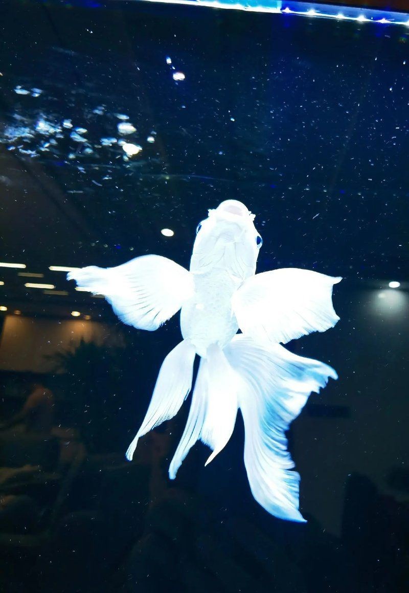 蝴蝶鯉寓意|當(dāng)蝴蝶鯉進(jìn)入西方水族市場(chǎng)，蝴蝶鯉進(jìn)入西方水族市場(chǎng)