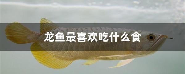 探索海洋之美，各種魚的圖片與生態多樣性，探索海洋之美，魚類圖鑒與生態多樣性全覽