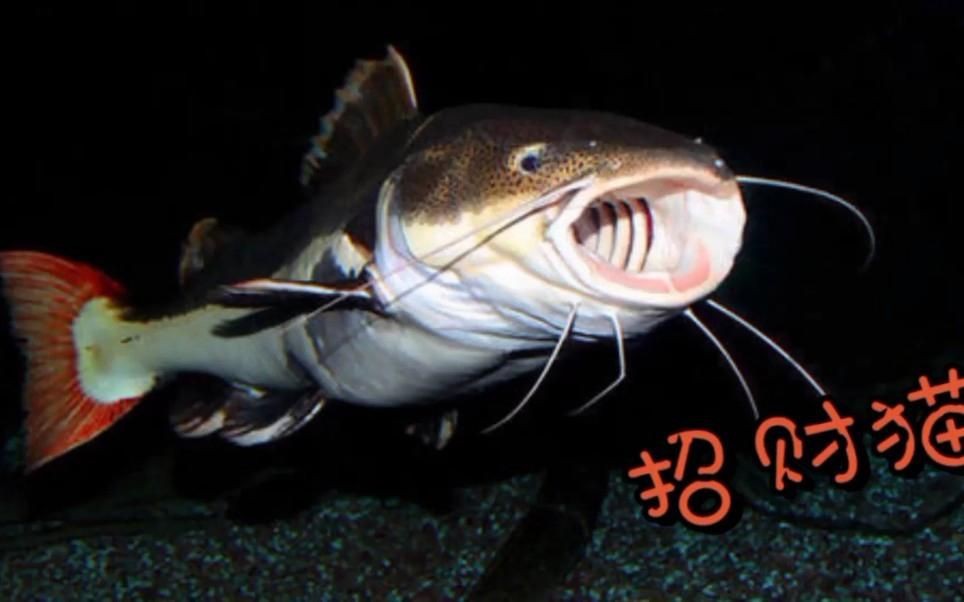 虹弦見招財貓魚怎么養才正確方法|《虹弦見招財貓魚怎么養才正確方法》