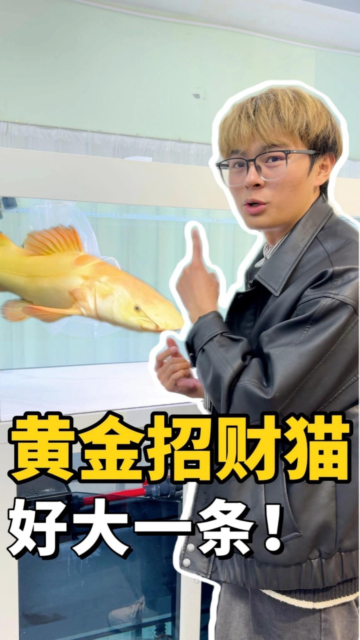 虹弦見招財貓魚怎么養才正確方法|《虹弦見招財貓魚怎么養才正確方法》 龍魚論壇 第4張 虹弦見招財貓魚怎么養才正確方法|《虹弦見招財貓魚怎么養才正確方法》 虹弦見招財貓魚怎么養才正確方法|《虹弦見招財貓魚怎么養才正確方法》 龍魚論壇 第4張