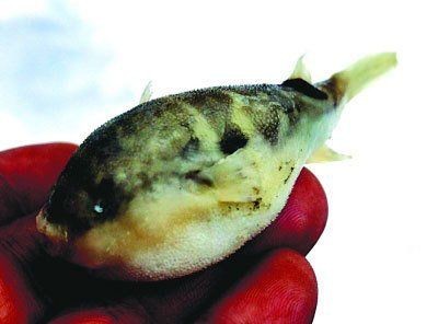 狗頭魚吃河豚會不會被毒死|《狗頭魚吃河豚會不會被毒死》狗頭魚吃河豚會不會被毒死