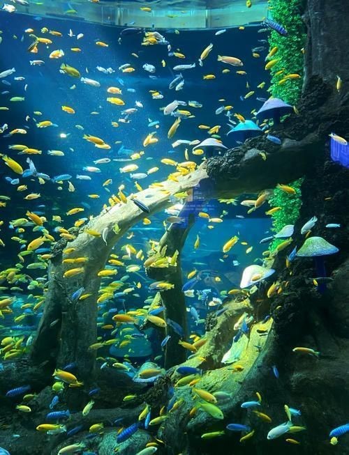 重慶水族店【2020年重慶水族市場走走逛_造景裝飾_什么值得買】 重慶水族店【2020年重慶水族市場走走逛_造景裝飾_什么值得買】 全國水族館企業名錄 第7張