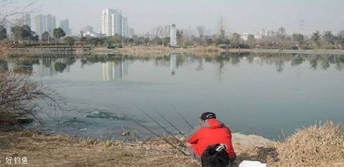曼龍魚怎么分公母？附高清分辨圖片指南，曼龍魚公母分辨技巧，高清圖解指南