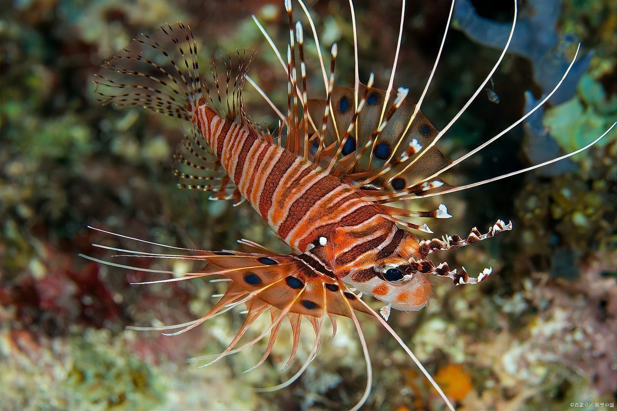深海魚有哪些？|深海魚的奧秘與海洋價(jià)值共處的深海魚的奧秘與海洋價(jià)值