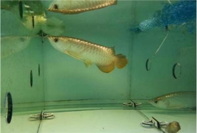 魚麻藥十大排名，2023年最受歡迎的魚類麻醉劑推薦，2023年魚類麻醉劑十大排名，高效安全產(chǎn)品推薦