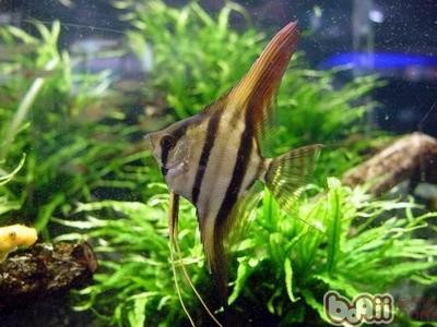 養(yǎng)魚常備哪種藥就夠了？新手必備的魚藥清單，新手養(yǎng)魚必備！這幾種常備藥就夠了 養(yǎng)魚常備哪種藥就夠了？新手必備的魚藥清單，新手養(yǎng)魚必備！這幾種常備藥就夠了 龍魚常見疾病 第2張