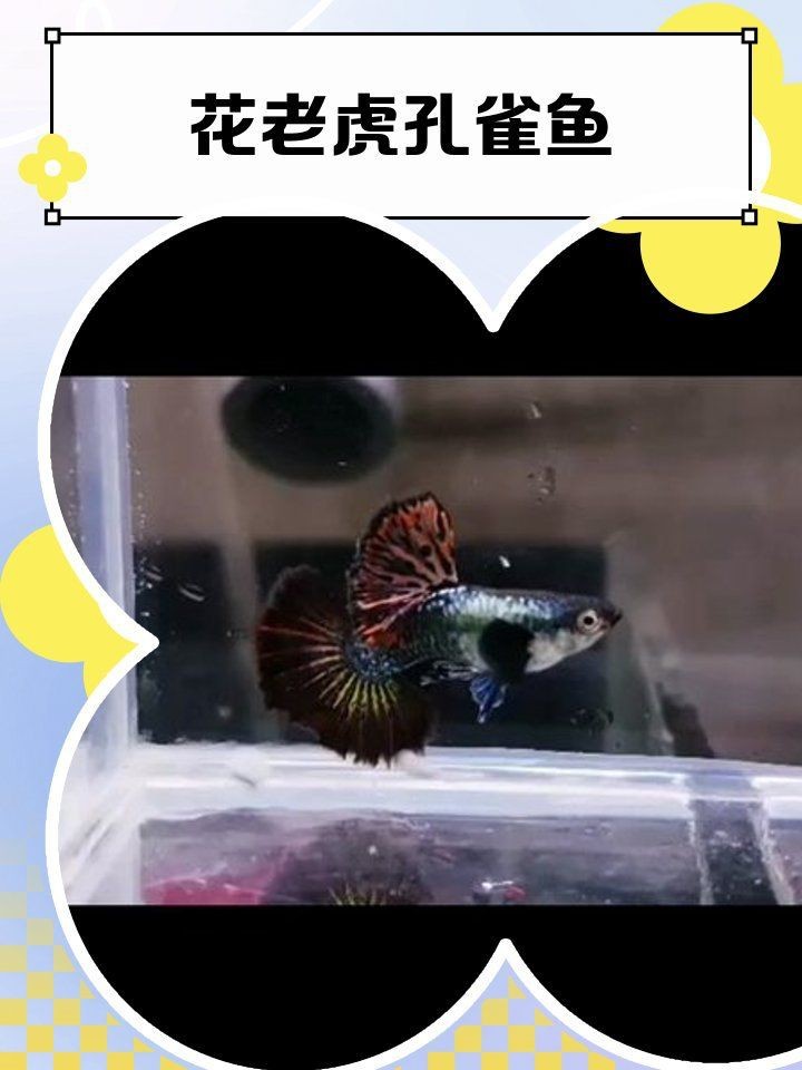 花老虎孔雀魚|花老虎孔雀魚的養(yǎng)殖體驗(yàn)