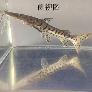 魚身上鱗片變白的原因及治療方法,魚鱗片變白的原因分析與治療措施 龍魚常見疾病 第2張 魚身上鱗片變白的原因及治療方法,魚鱗片變白的原因分析與治療措施 魚身上鱗片變白的原因及治療方法,魚鱗片變白的原因分析與治療措施 龍魚常見疾病 第2張