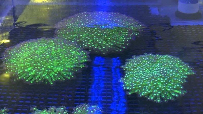 膠州水族店|膠州有哪些水族店？ 膠州水族店|膠州有哪些水族店？ 全國水族館企業(yè)名錄 第1張