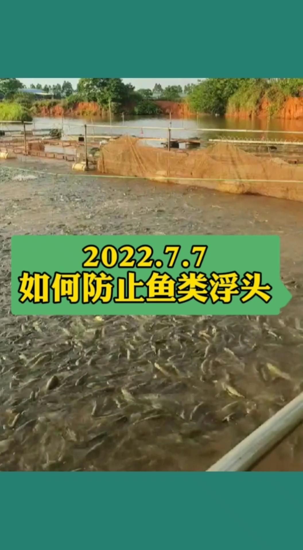 如何預防魚類的浮頭現象？|剛哥漁樂魚上浮神仙難釣午時魚的解決方法及應對方法