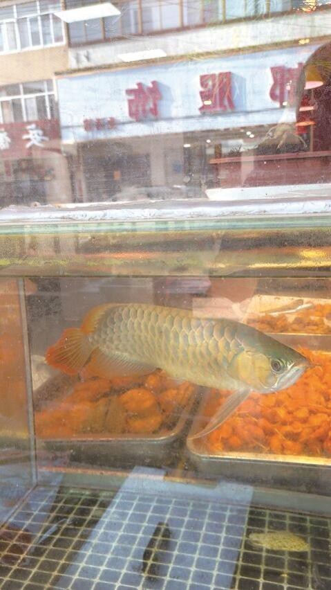 道真龍魚店|貴州遵義道真龍魚店