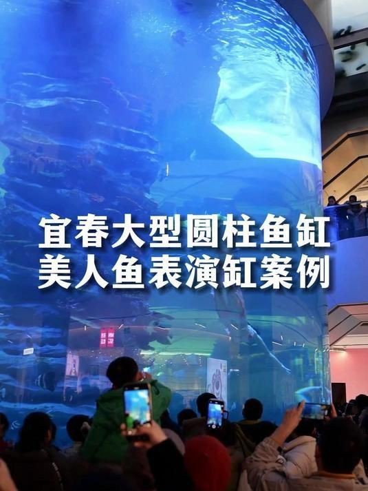 美人魚魚缸大型|《美人魚魚缸大型》 美人魚魚缸大型|《美人魚魚缸大型》 龍魚百科 第7張
