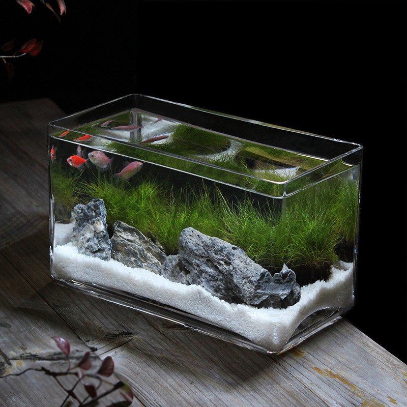 美人魚魚缸大型|《美人魚魚缸大型》 美人魚魚缸大型|《美人魚魚缸大型》 龍魚百科 第10張