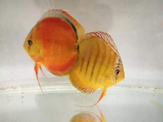 互動的觀賞魚圖片大全集高清(互動的觀賞魚圖片大全集高清壁紙)