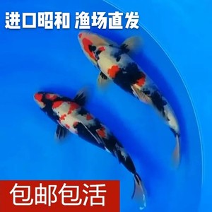 有哪些海龍魚品種性別區分較難，如何區分海龍魚的性別？ 有哪些海龍魚品種性別區分較難，如何區分海龍魚的性別？ 龍魚百科 第2張
